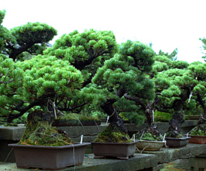 松風園の盆栽