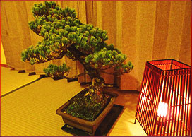 森谷様の盆栽