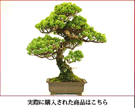 五葉松盆栽 模様木 大品盆栽 [a6-8]