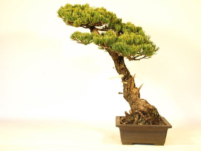 五葉松盆栽 斜幹 右面