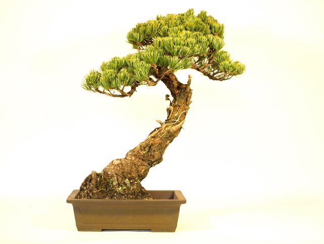 五葉松盆栽 斜幹 背面