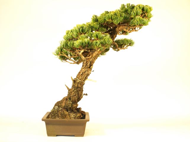 五葉松盆栽 斜幹 左面