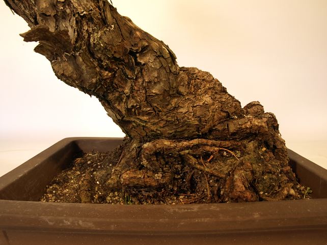 五葉松盆栽 斜幹 根元拡大