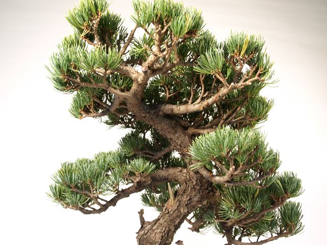 五葉松盆栽 斜幹 枝周り