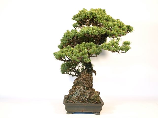 五葉松盆栽 模様木 右面