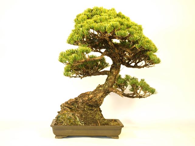 五葉松盆栽 模様木 背面