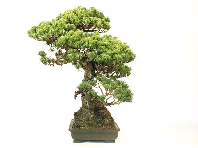 五葉松盆栽 模様木 左面