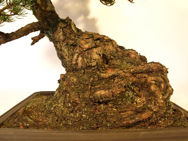 五葉松盆栽 模様木 根元拡大