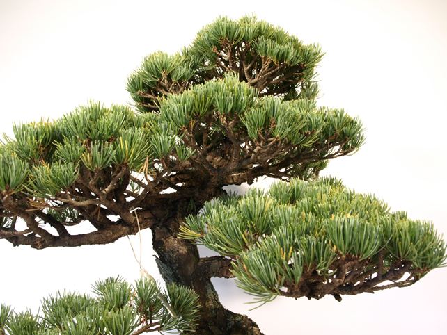五葉松盆栽 模様木 枝周り