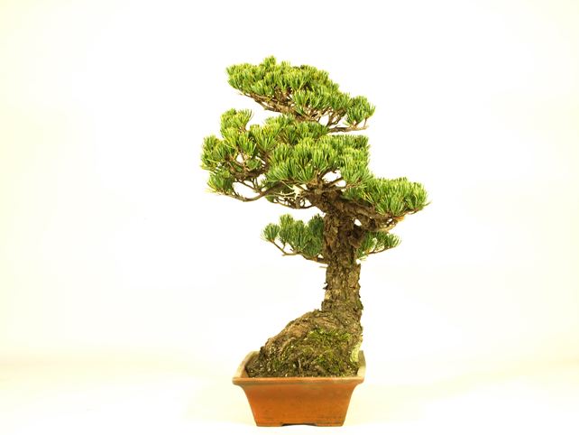 五葉松盆栽 模様木 右面