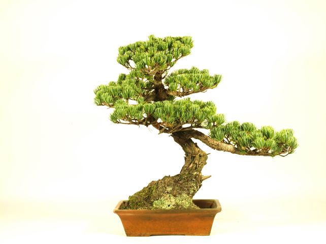 五葉松盆栽 模様木 背面