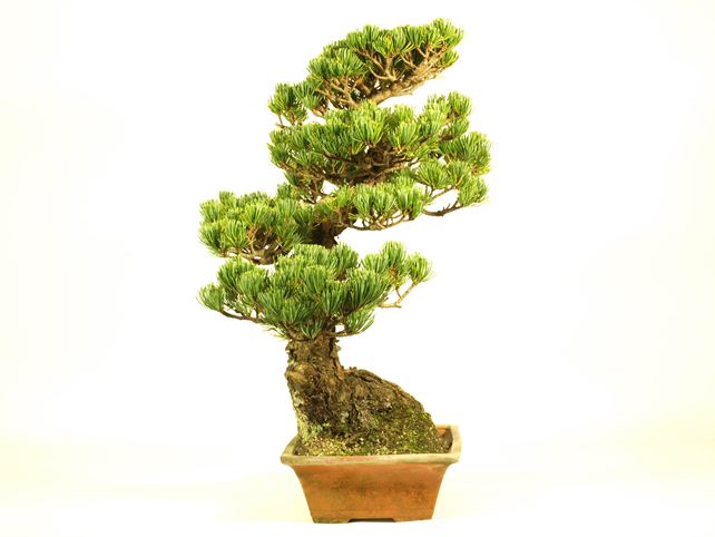 五葉松盆栽 模様木 左面