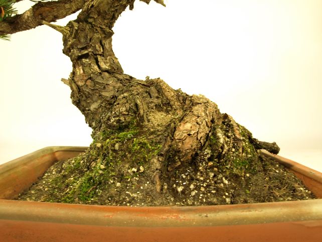 五葉松盆栽 模様木 根元拡大