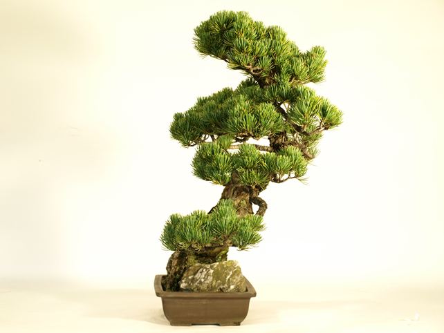 五葉松盆栽 その他 右面