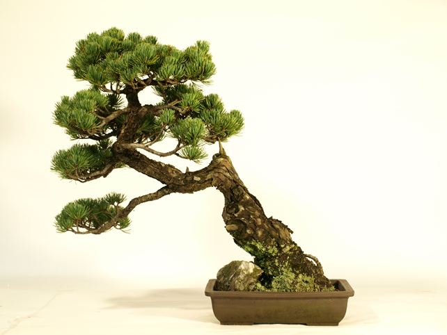 五葉松盆栽 その他 背面