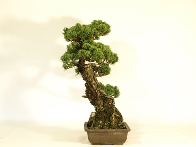 五葉松盆栽 その他 左面