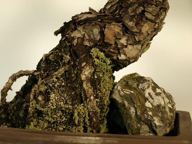 五葉松盆栽 その他 根元拡大