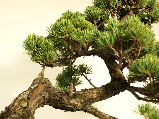 五葉松盆栽 その他 枝周り