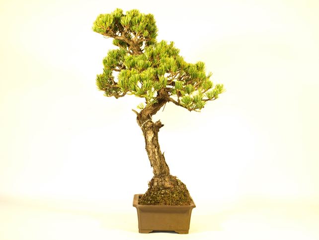五葉松盆栽 文人 右面