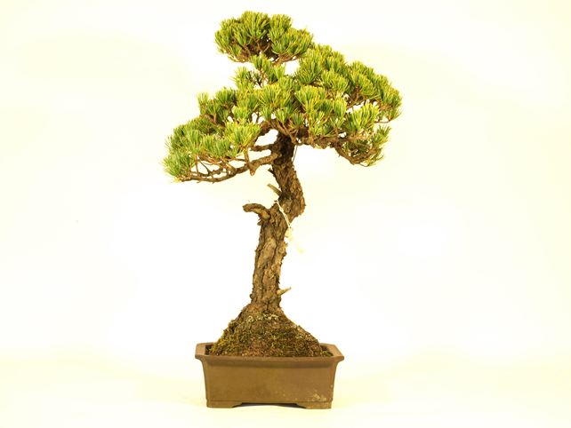 五葉松盆栽 文人 背面