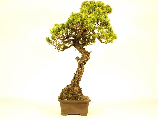 五葉松盆栽 文人 左面