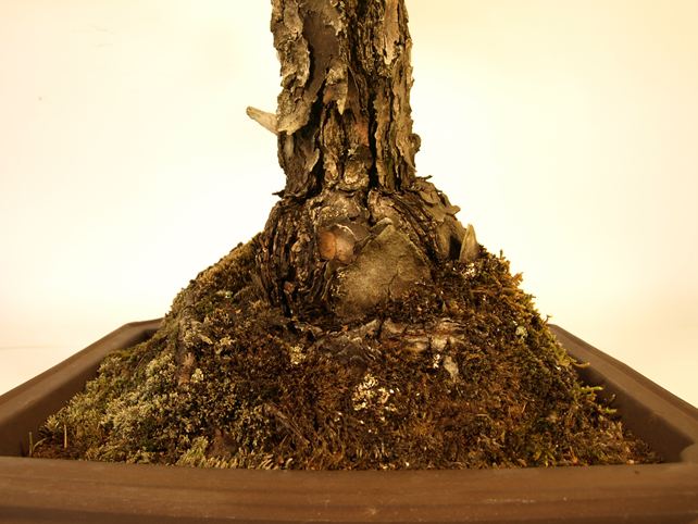 五葉松盆栽 文人 根元拡大