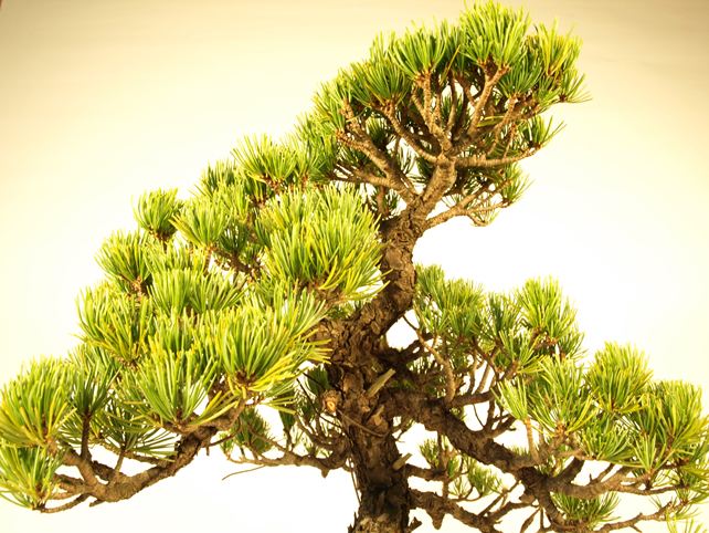 五葉松盆栽 文人 枝周り