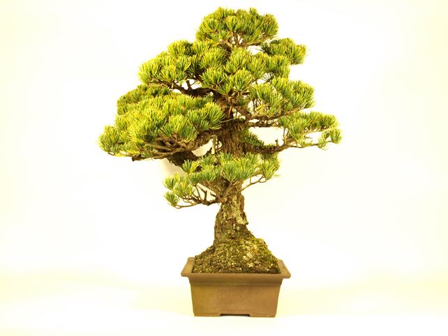 五葉松盆栽 双幹 右面