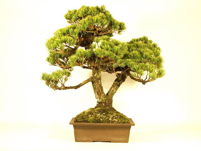 五葉松盆栽 双幹 背面