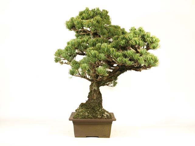 五葉松盆栽 双幹 左面