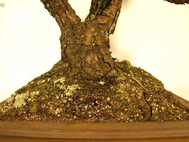 五葉松盆栽 双幹 根元拡大