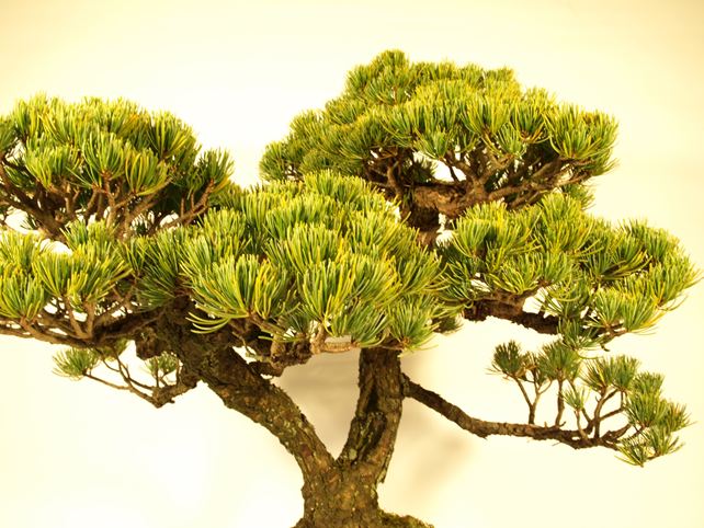 五葉松盆栽 双幹 枝周り