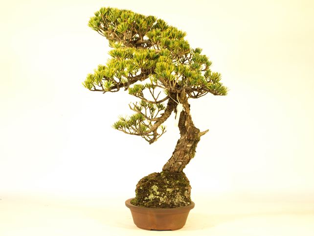 五葉松盆栽 文人 右面