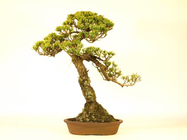 五葉松盆栽 文人 背面