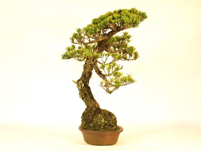 五葉松盆栽 文人 左面