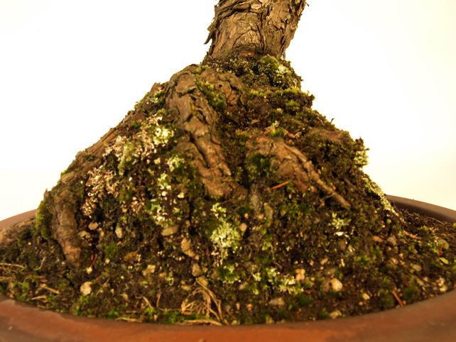 五葉松盆栽 文人 根元拡大