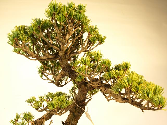 五葉松盆栽 文人 枝周り