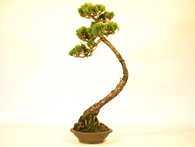 五葉松盆栽 文人 背面