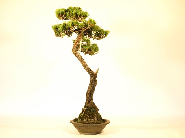 五葉松盆栽 文人 左面