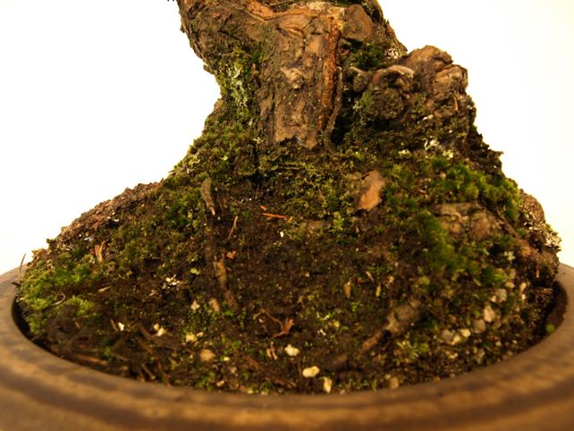 五葉松盆栽 文人 根元拡大