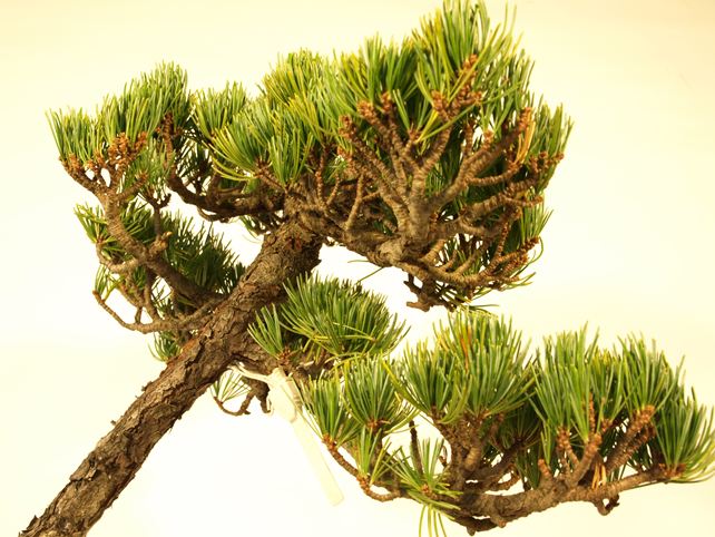 五葉松盆栽 文人 枝周り