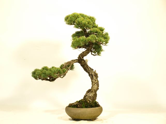 五葉松盆栽 文人 右面