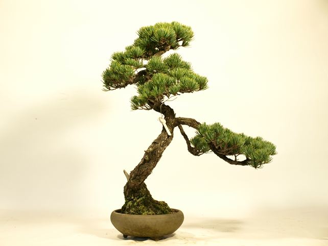 五葉松盆栽 文人 左面