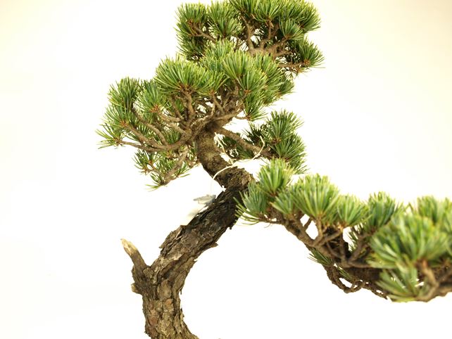 五葉松盆栽 文人 枝周り