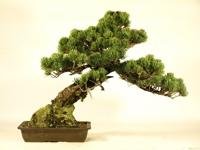 五葉松盆栽 斜幹 背面