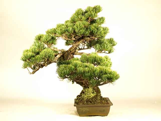 五葉松盆栽 斜幹 左面