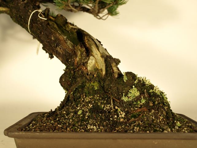 五葉松盆栽 斜幹 根元拡大