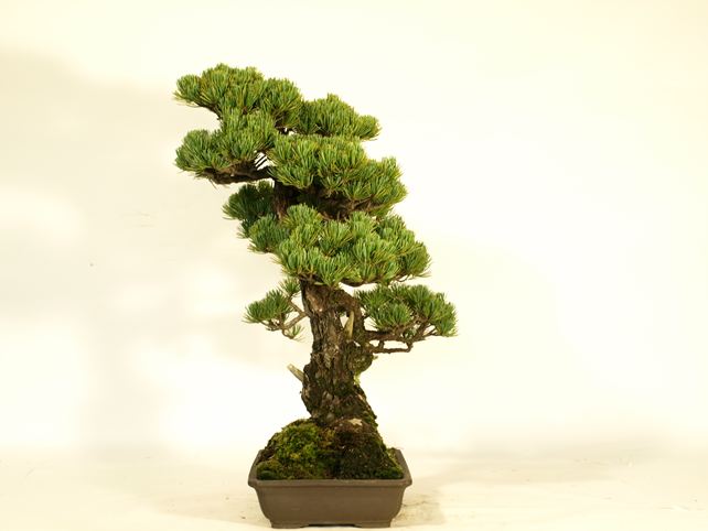 五葉松盆栽 文人 右面