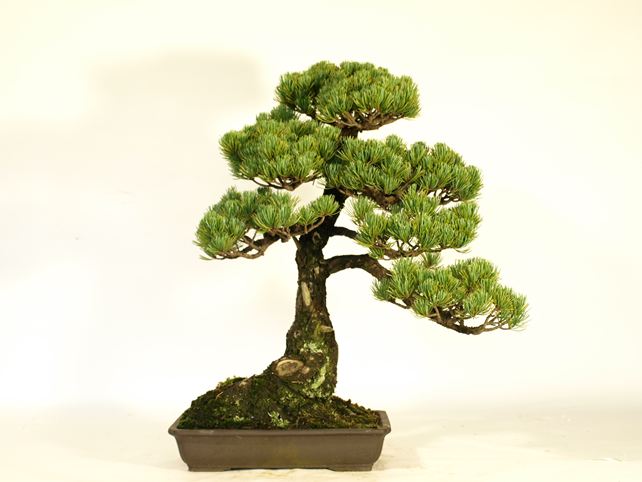 五葉松盆栽 文人 背面