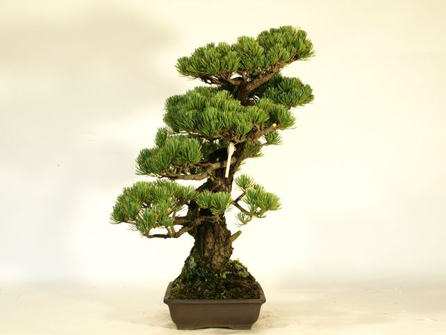 五葉松盆栽 文人 左面